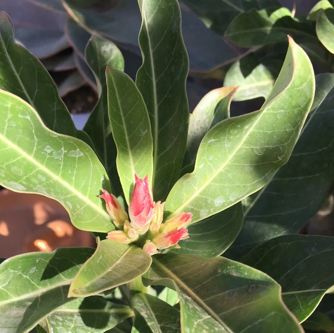 Adenium obesum (Desert Rose)