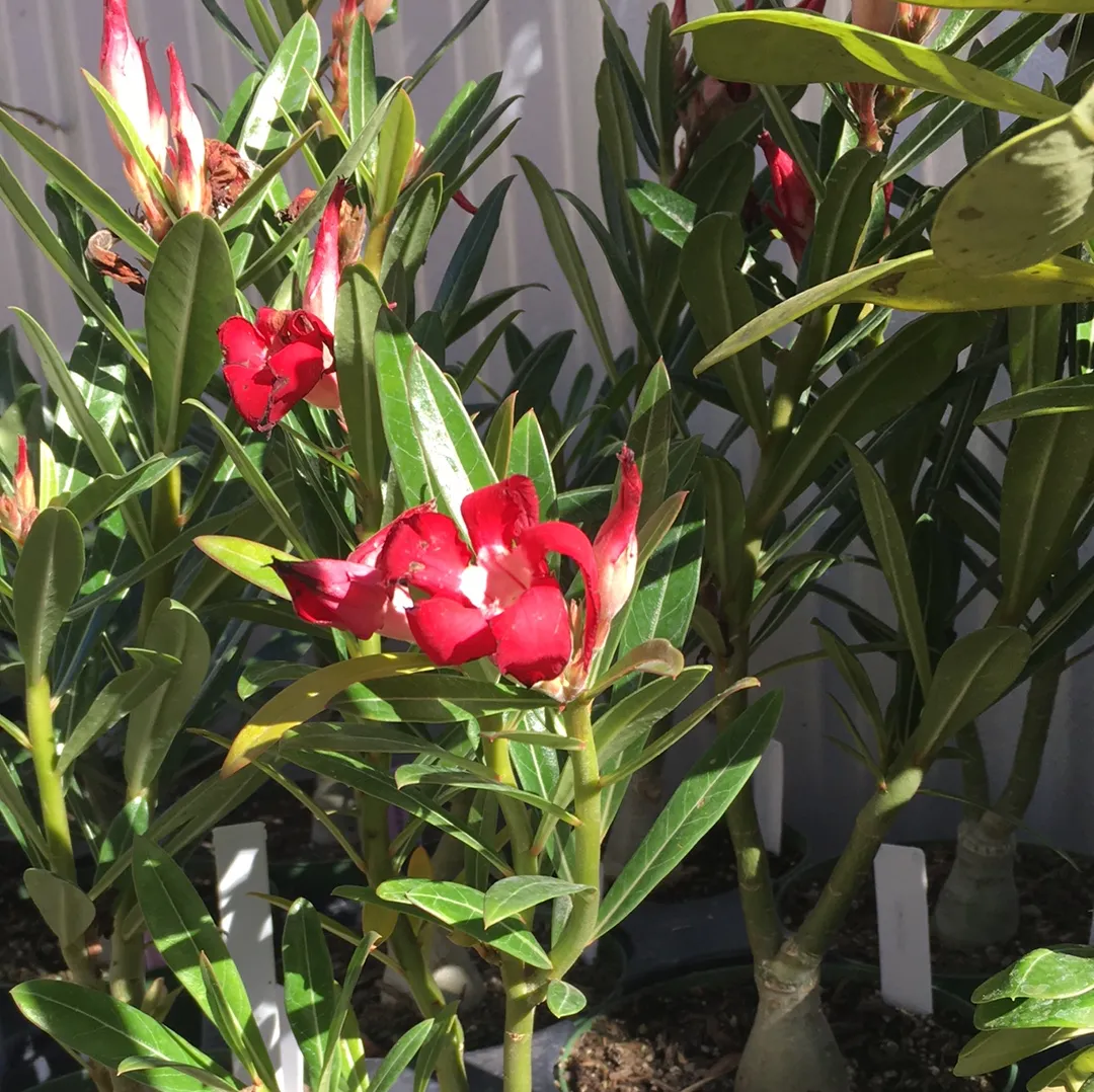 Adenium obesum (Desert Rose)