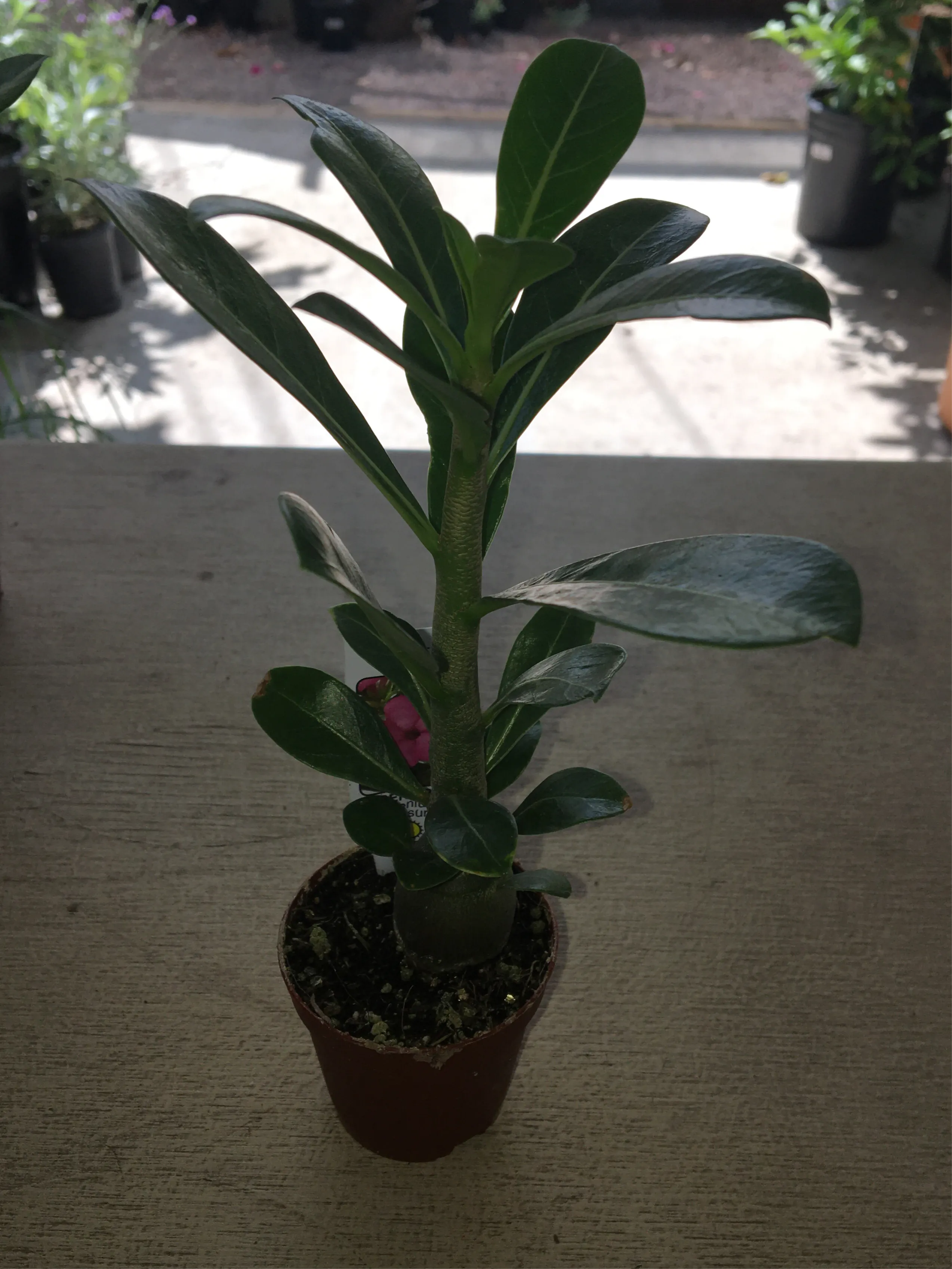 Adenium obesum (Desert Rose)