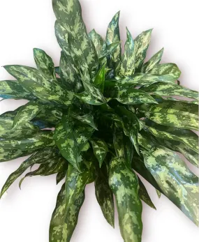 Aglaonema Maria 10”