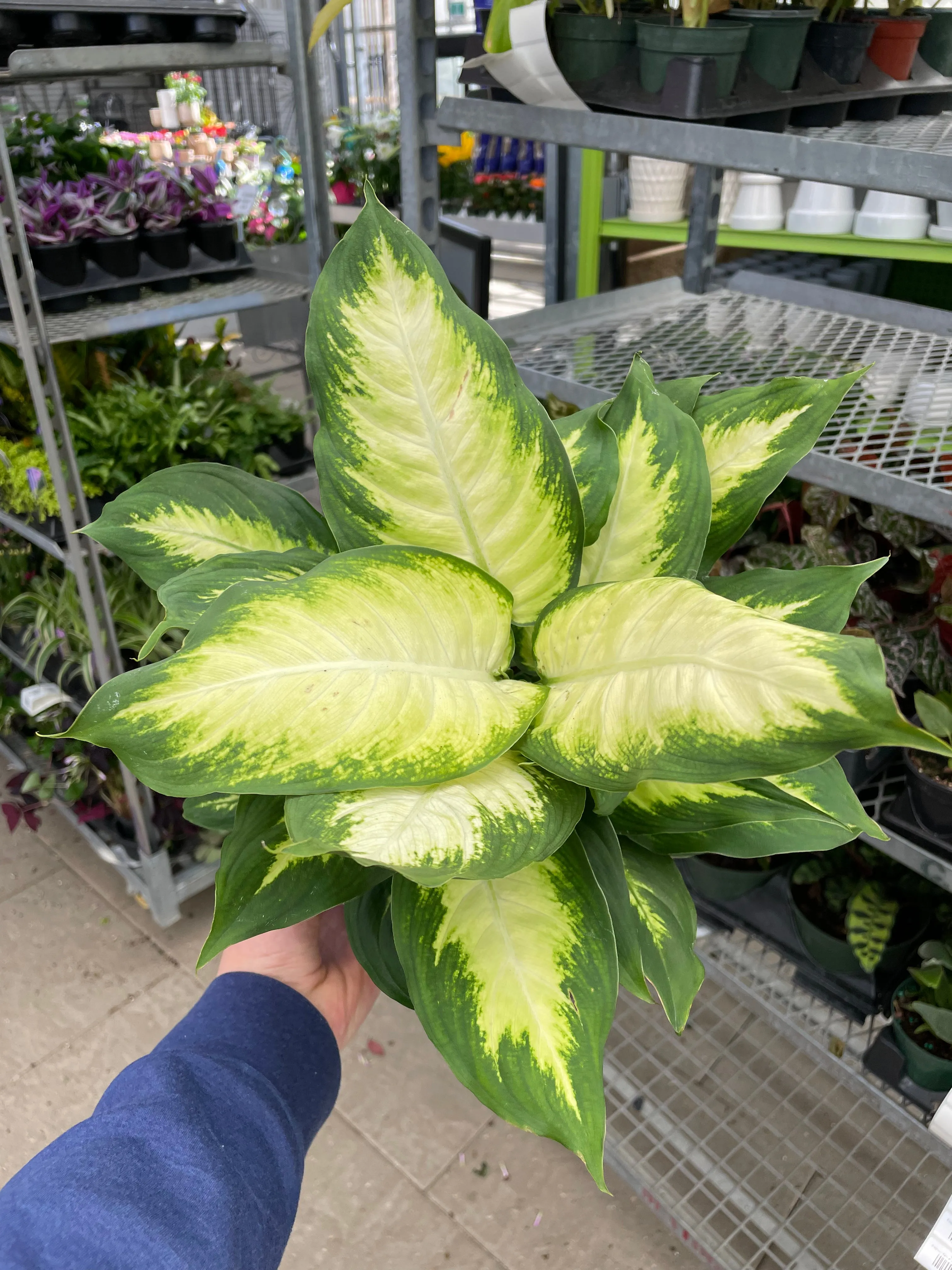 Dieffenbachia Camille 6"