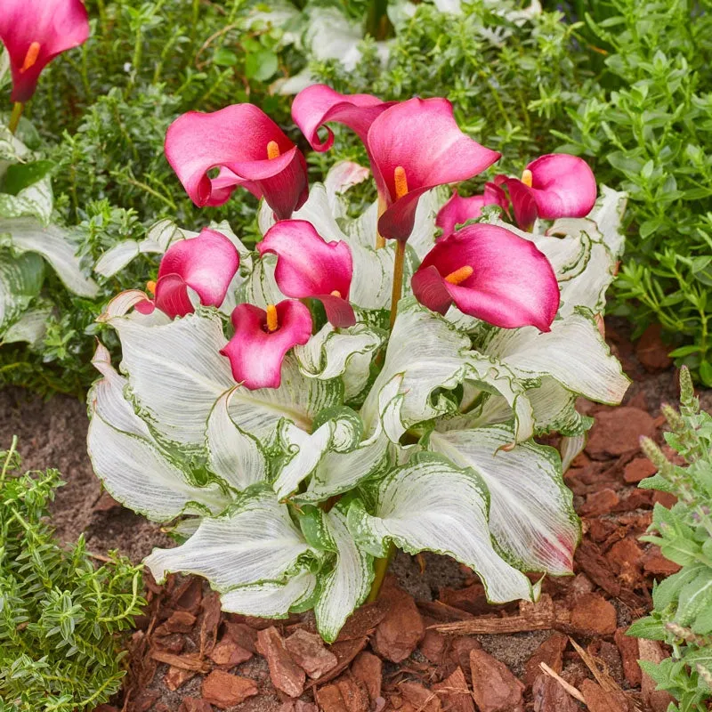 Frozen Queen Calla Lily