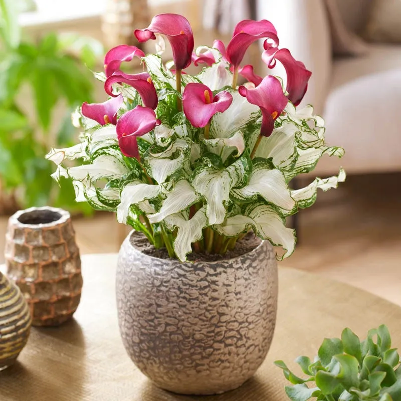 Frozen Queen Calla Lily