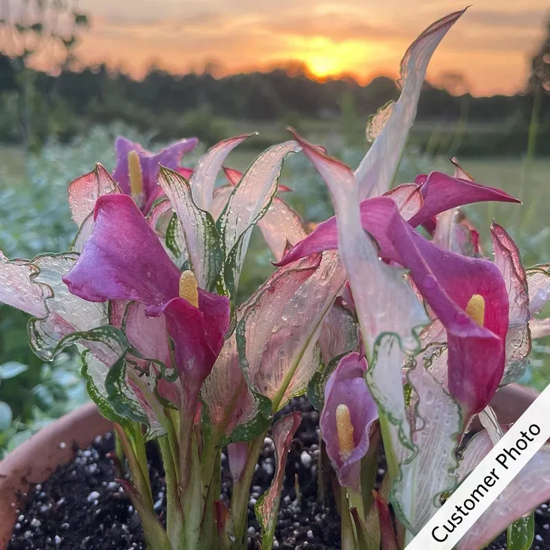 Frozen Queen Calla Lily