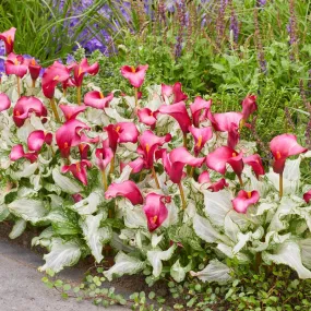 Frozen Queen Calla Lily