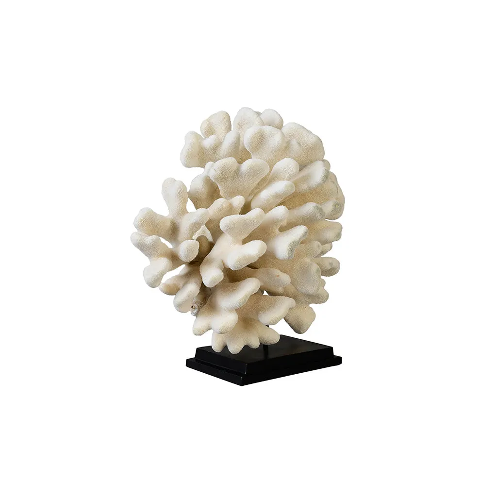 Large "Elk Horn" Coral (Stylophora Pistillata)