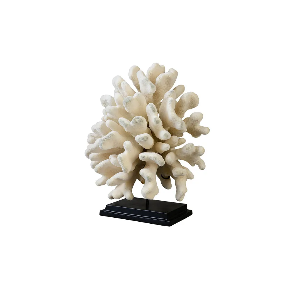 Large "Elk Horn" Coral (Stylophora Pistillata)