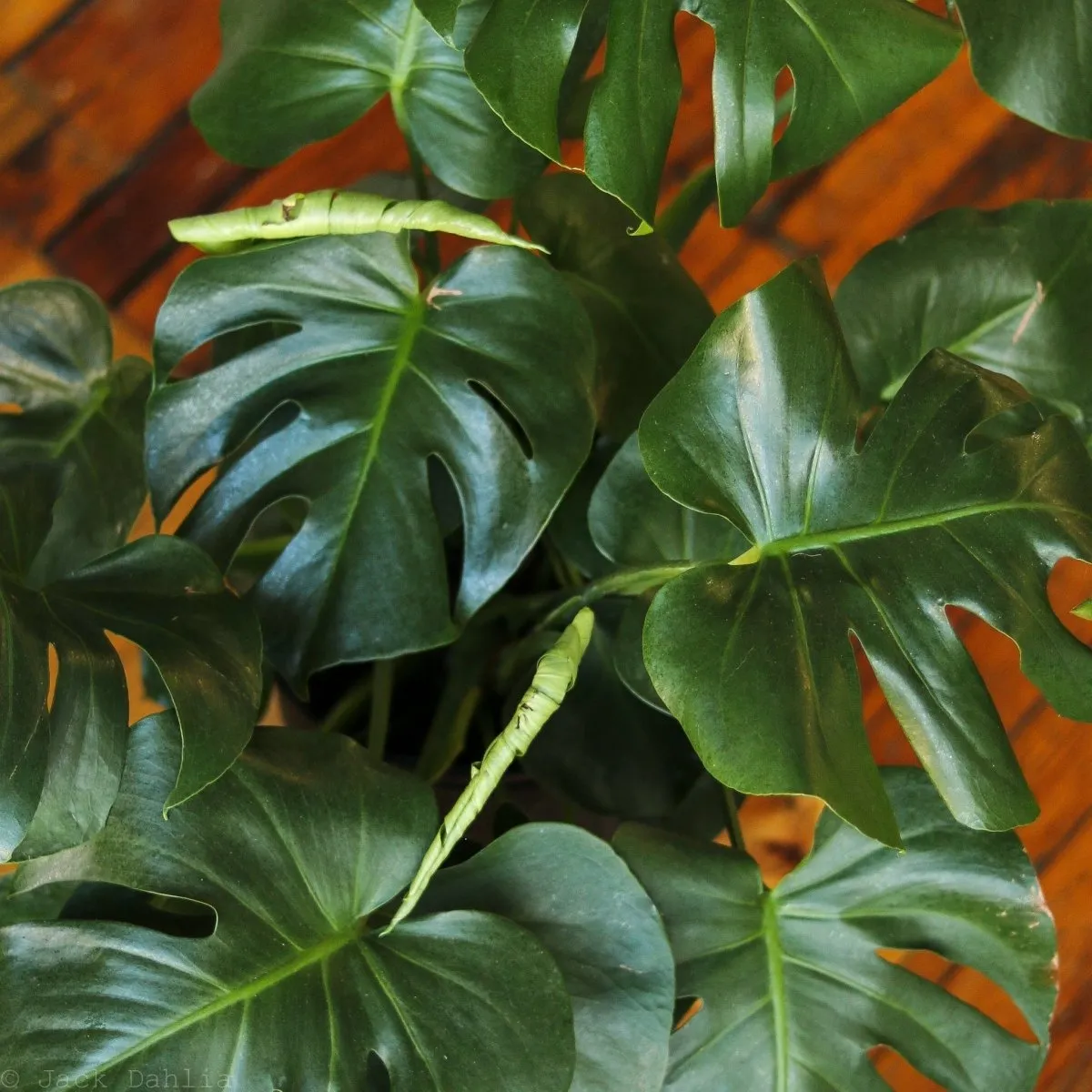 Monstera Deliciosa Floor Plant