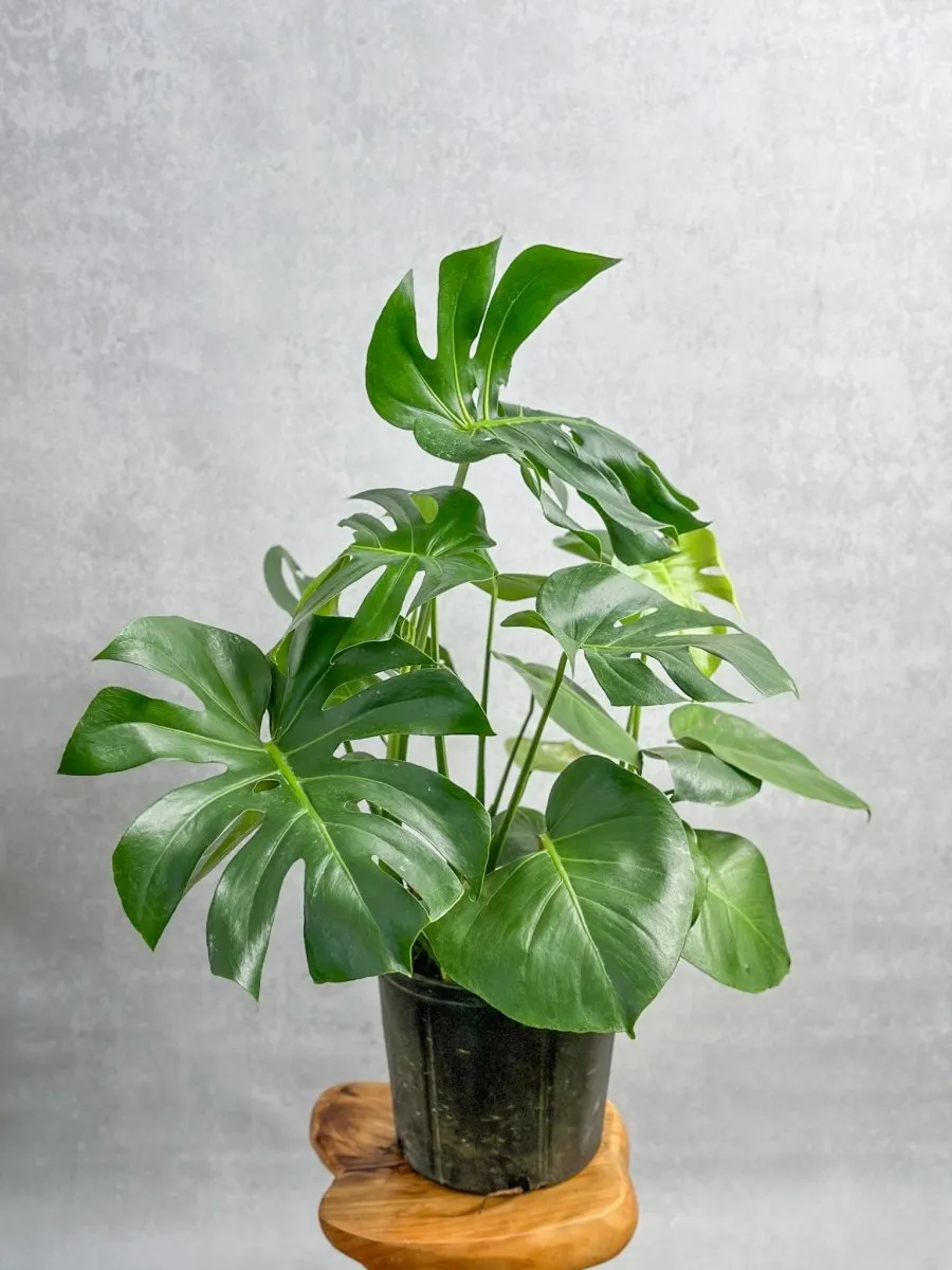 Monstera Deliciosa Floor Plant