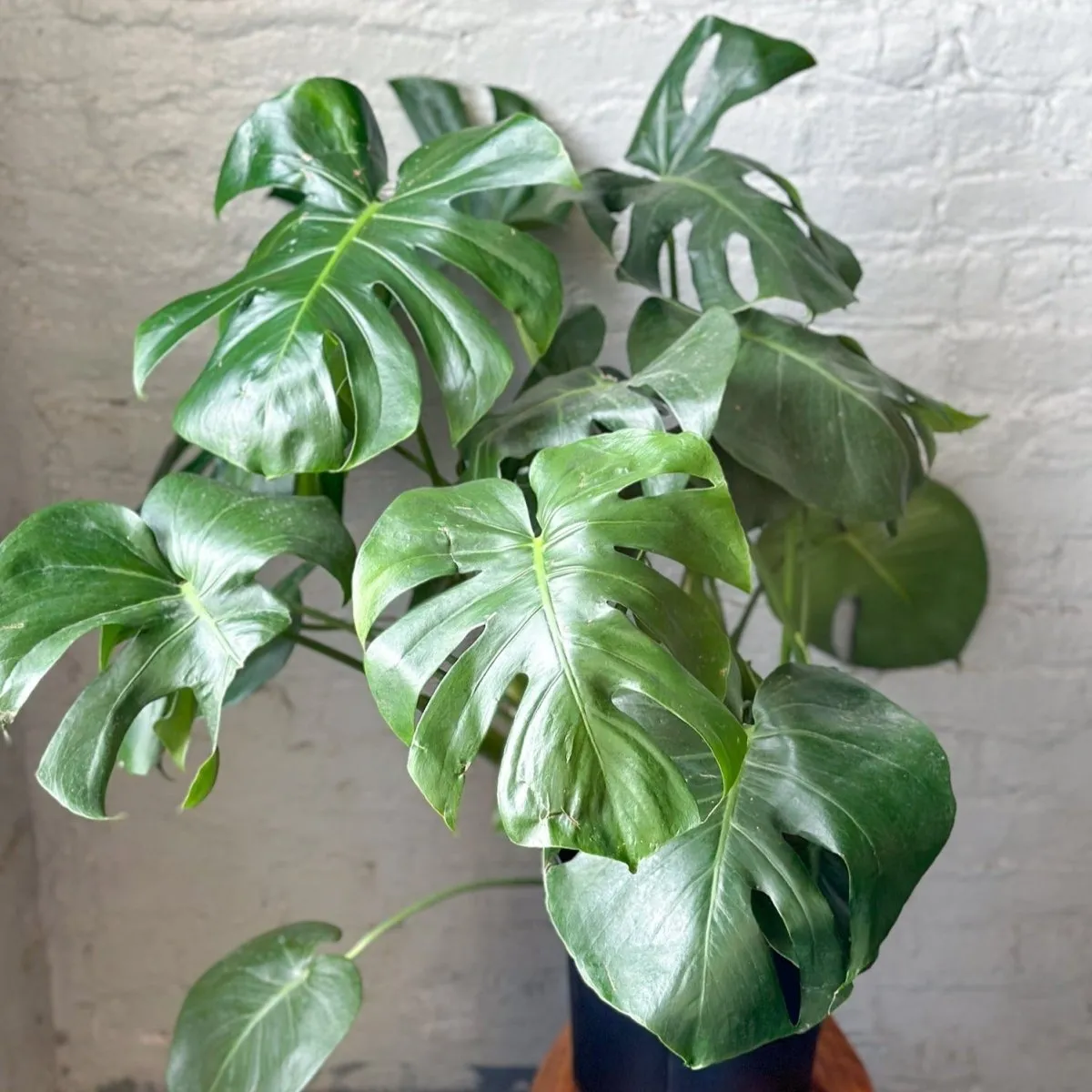 Monstera Deliciosa Floor Plant